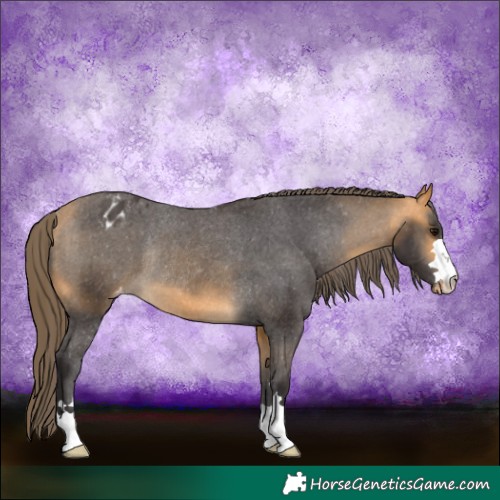 Horse Color:Buckskin Appaloosa Rabicano 