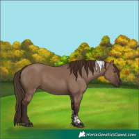 Horse Color:Liver Red Dun Tobiano