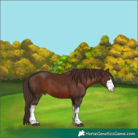 Horse Color:White Spotted Liver Chestnut 