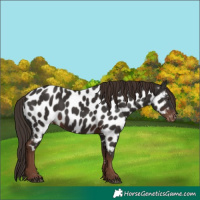 Horse Color:White Spotted Liver Chestnut Appaloosa Rabicano 