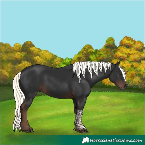 Horse Color:Liver Chestnut Mushroom Tobiano 