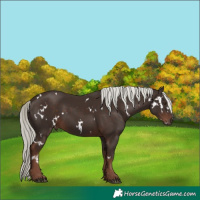 Horse Color:White Spotted Liver Chestnut Mushroom 