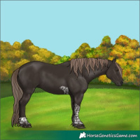 Horse Color:Liver Chestnut Tobiano