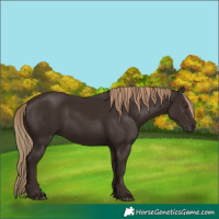Horse Color:White Spotted Liver Chestnut 