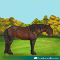 Horse Color:White Spotted Liver Chestnut Appaloosa 