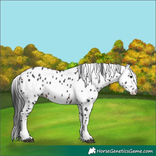 Horse Color:Brown Mushroom Appaloosa