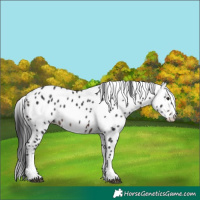 Horse Color:Brown Mushroom Leopard