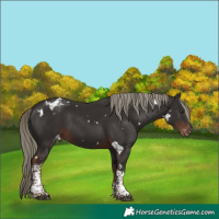 Horse Color:White Spotted Liver Chestnut Mushroom Tobiano Appaloosa Rabicano 