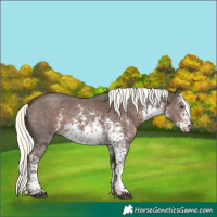Horse Color:White Spotted Liver Chestnut Mushroom Sabino