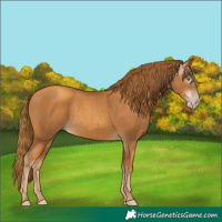 Horse Color:Gray Gold Champagne 