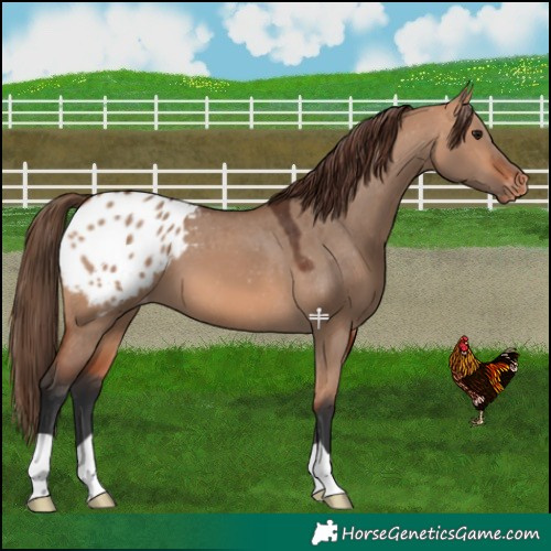 Horse Color:Bay Dun Blanket 