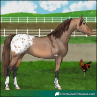 Horse Color:Bay Dun Appaloosa 