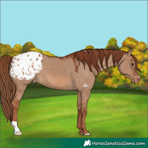 Horse Color:Red Dun Blanket 