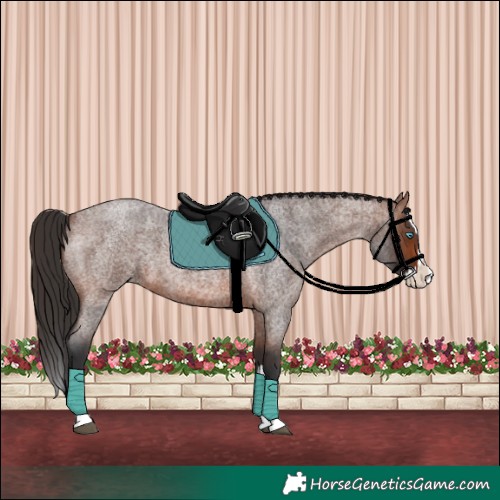 Horse Color:Brown Roan Splash