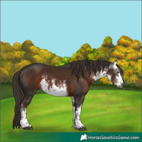Horse Color:Gray White Spotted Liver Chestnut