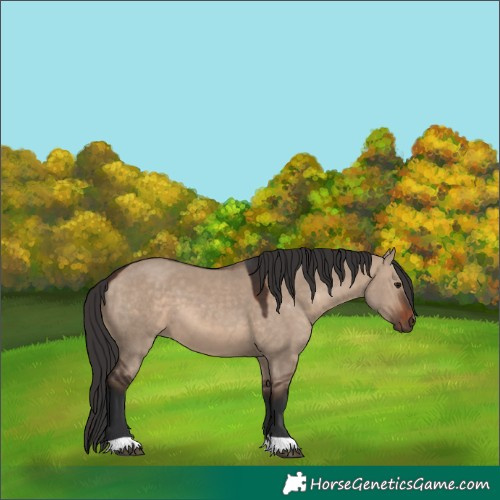 Horse Color:Brown Dun