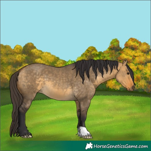 Horse Color:Buckskin Dun