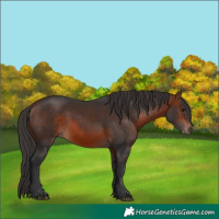 Horse Color:White Spotted Bay 