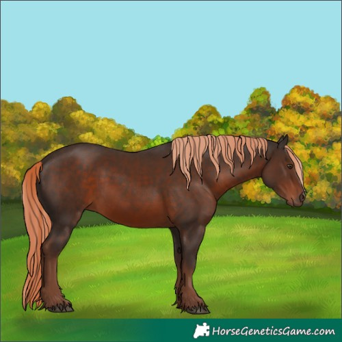 Horse Color:White Spotted Liver Chestnut 