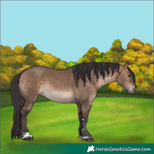 Horse Color:Bay Dun