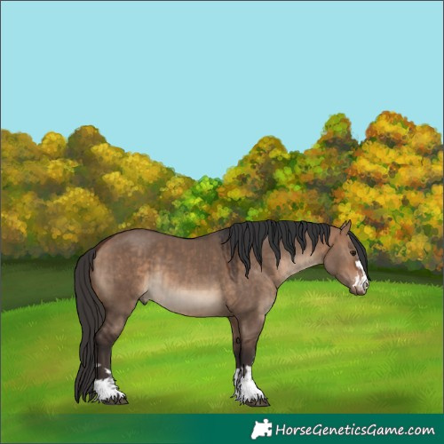 Horse Color:Bay Dun  and Bay Dun 