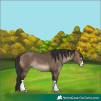 Horse Color:Brown Dun