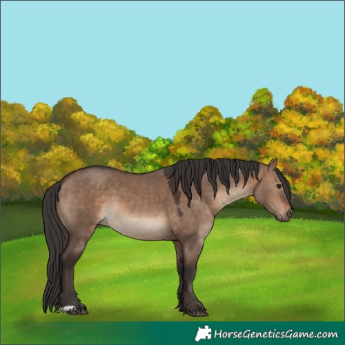 Horse Color:Brown Dun