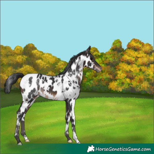 Horse Color:White Spotted Brown Near Leopard 