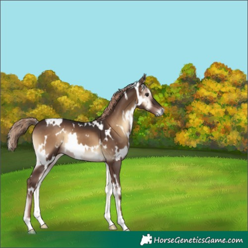 Horse Color:White Spotted Liver Red Onyx 