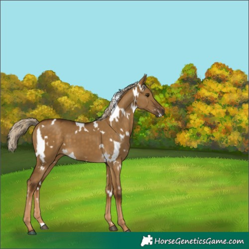 Horse Color:White Spotted Chocolate Palomino Dun 