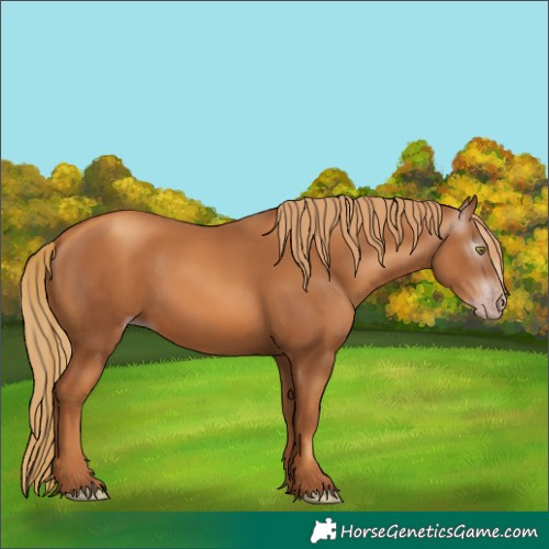 Horse Color:Gray Gold Champagne