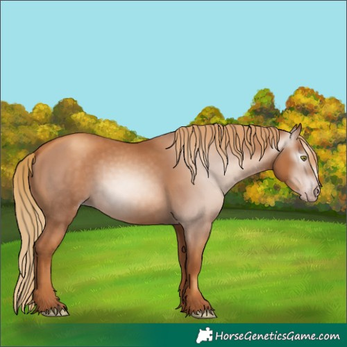Horse Color:Gray Gold Champagne 
