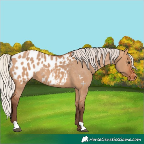 Horse Color:Silver Bay Dun Appaloosa 