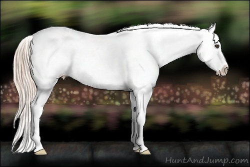 Horse Color:White Spotted Chocolate Palomino Dun Blanket 