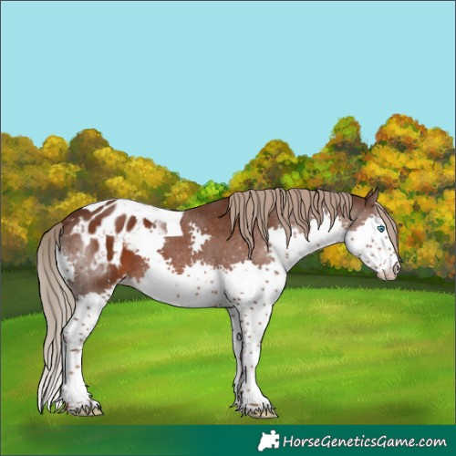 Horse Color:Liver Chestnut Splash Tobiano Appaloosa