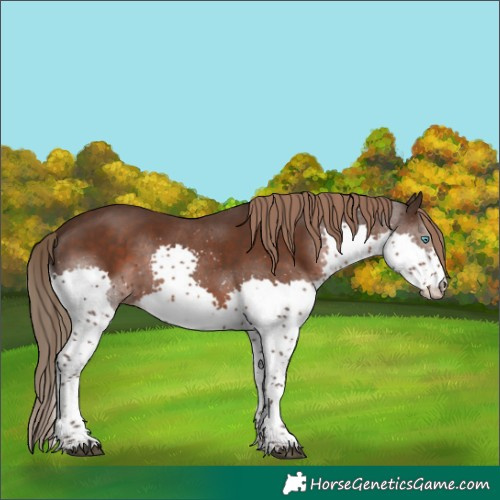 Horse Color:Liver Chestnut Splash Tobiano 