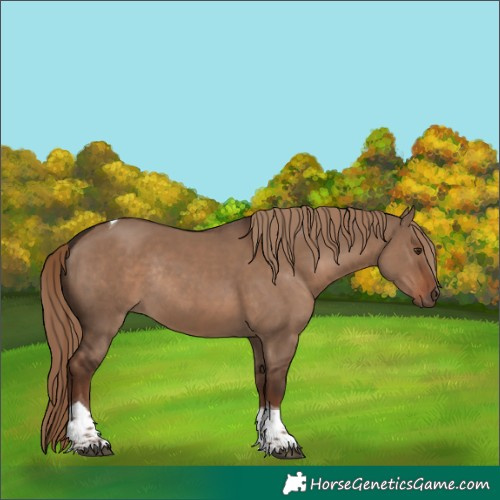 Horse Color:Liver Red Dun Tobiano Rabicano 