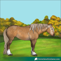 Horse Color:Gray Chocolate Palomino Dun Tobiano Rabicano 