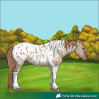 Horse Color:Liver Red Dun Tobiano Appaloosa Rabicano 