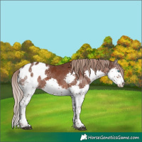Horse Color:Liver Chestnut Splash Tobiano Appaloosa