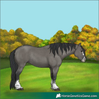 Horse Color:Grullo Sabino Tobiano Rabicano 