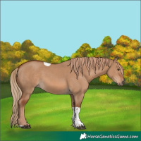 Horse Color:Red Dun Tobiano Rabicano