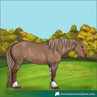 Horse Color:Liver Red Dun Tobiano Rabicano 