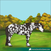 Horse Color:Liver Chestnut Tobiano Leopard 