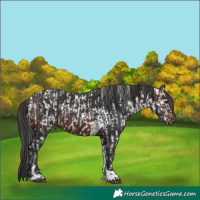 Horse Color:Black Tobiano Appaloosa  and Brown Tobiano 