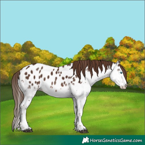 Horse Color:Liver Chestnut Splash Tobiano Appaloosa 