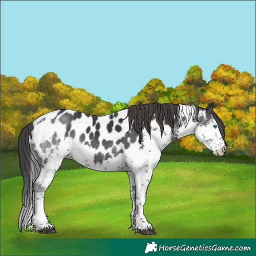 Horse Color:Black Splash Tobiano Appaloosa 