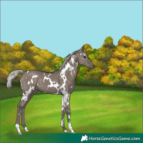 Horse Color:White Spotted Silver Grullo 