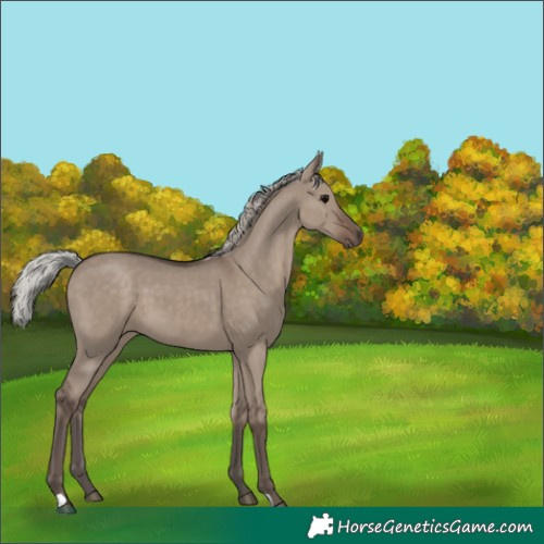 Horse Color:Silver Grullo 