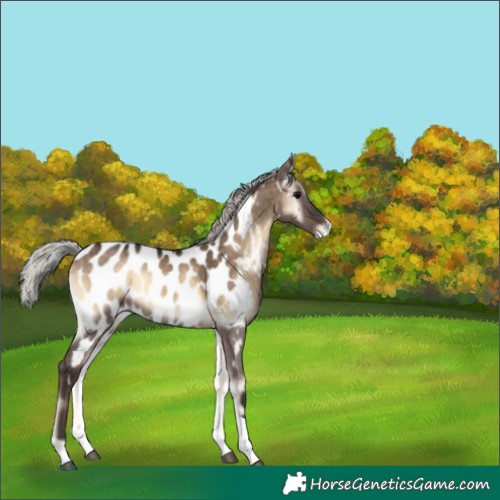 Horse Color:Silver Brown Onyx Tobiano Appaloosa 
